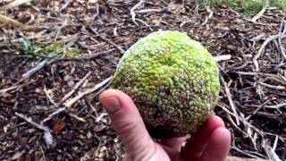 Osage orange for cancer inflammation pain dementia [upl. by Santa]