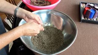 Harvesting fennel seeds [upl. by Jessalyn]