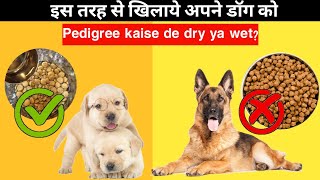 How To Give Dog Food Pedigree to Your Dog  Dog food kaise de dry ya wet [upl. by Hollister]