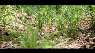 Grass animation  BLENDER 3D  Graswald Pro [upl. by Malita477]