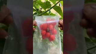 Fruit and Vegetable Mesh Bag bag help the agriculture rural areas and farmers hotsale [upl. by Dnumsed]