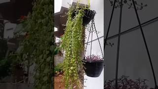 My house garden 🪴🪻🌳housegardening plants flowers viralshort [upl. by Anpas]