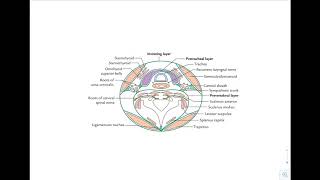 Prevertebral fascia [upl. by Ambrogio]