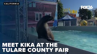 Sea Lion Splash at the Tulare County Fair in Central California [upl. by Monia]