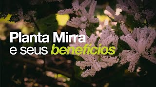 Conheça a linda planta MIRRA e seus benefícios [upl. by Veta]