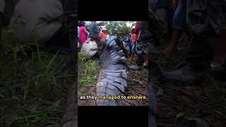 The Terrifying Tale of Lolong  the Giant Crocodile [upl. by Repotsirhc]