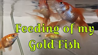 Lets Feeding of my Gold Fish [upl. by Enitsahc]