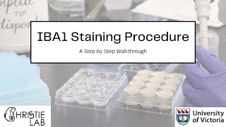 IBA1 Immunohistochemistry Staining Procedure [upl. by Hagood]