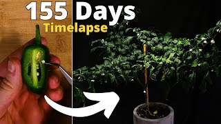 Growing Jalapeno from Seed to Harvest Time Lapse [upl. by Ikkaj]