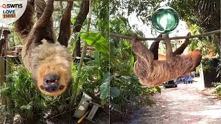 Meet Higgins the twotoed sloth 🦥  LOVE THIS [upl. by Fates]