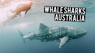 Swimming with WHALE SHARKS in Ningaloo Reef  Australia Road Trip [upl. by Verlie233]