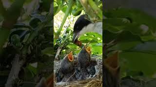 The Birds Nest Has Two Baby Birds [upl. by Mag]