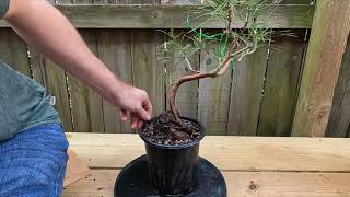 Massive changes to Loblolly Pine Bonsai  Root Over Rock Style [upl. by Roddy521]