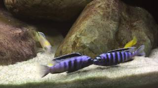 Malawi Cichlid hard fight PSaulosi [upl. by Wallack907]