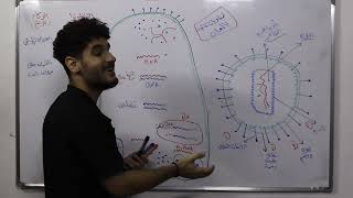 التكاثر لدى الفيروسات  علوم بكالوريا سوريا [upl. by Noraa]
