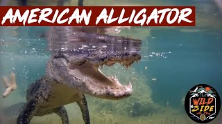 More American Alligator Facts [upl. by Aittam]