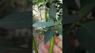 🌿💚🌶️🪴chilli plants gardningtips gardening greenchilly garden fertilizer neelamojha [upl. by Riplex483]