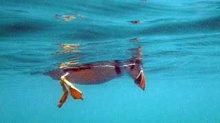 Puffins Underwater at Skomer [upl. by Adlin]