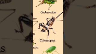 Types of Katydids Part 5 insects shorts [upl. by Malinda]