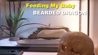 How To Feed A Baby Bearded dragon  Tips And Tricks [upl. by Alyse]