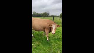 Springers for Tullamore mart Monday 14 th [upl. by Ecille]