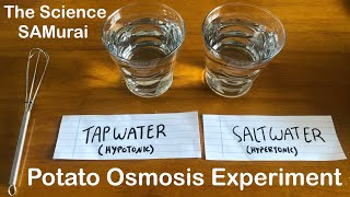 Potato Osmosis Experiment Hypotonic vs Hypertonic Solutions  The Science SAMurai [upl. by Vinna686]