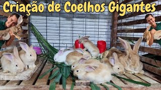 Criação de Coelhos Gigantes [upl. by Ymme]