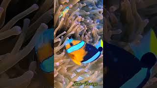 amphiprionclarkiianimaliachordataactinopterygiipomacentridaevideographymoalboalcebu🇵🇭 [upl. by Emyaj]