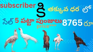 salesubscriber కి 5 పట్టా పుంజులు తక్కువ ధరలోvideo viral 9542131141 [upl. by Hada254]