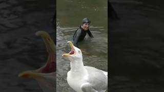 Attention aux mouettes sur la Seine  🤭humour aoc amelieoudeacastera seine mouette [upl. by Meihar119]