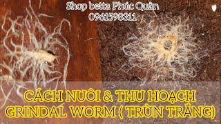 Chi tiết cách nuôi và thu hoạch GRINDAL WORM trùn trắng thức ăn dinh dưỡng cho cá Betta [upl. by Ednalrim]