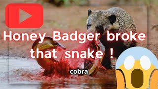 👀 Epic Battle Honey Badger vs Snake  Who Will Survive 👀 [upl. by Eniamrej]