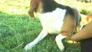 Beagles rescued from bankrupt laboratory [upl. by Nivra350]