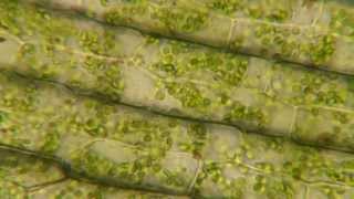 Plasmolysis in Elodea [upl. by Osgood]