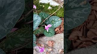 Fiore di montagna ciclamino alpino Cyclamen Alpinum flowers flower floral nature mountains [upl. by Leugim415]