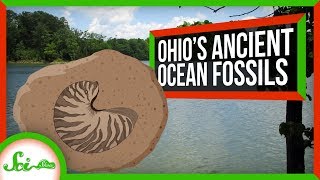 How to Find Thousands of Oceanic Fossils in Ohio [upl. by Hildy]