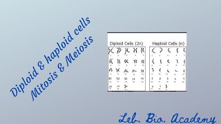 Diploid haploid mitosis and meiosis [upl. by Eihcir600]