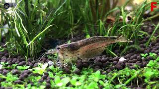 Avatar Aquatics Breeding Amano Shrimps HOW TO  Microscope Pictures Part 1 [upl. by Elades]