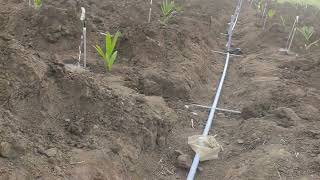 Drip irrigation for Arecanut plants [upl. by Ottilie]