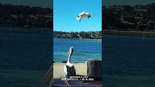 🇦🇺 Short Point Beach Merimbula NSW Australia 10212024 [upl. by Malloy]