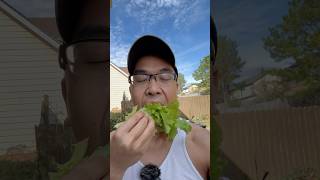 Fresh Lettuce gardening happy [upl. by Dyanna]