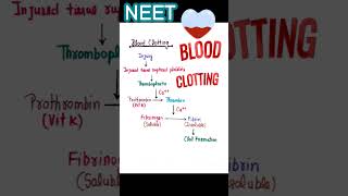 BLOOD CLOTTING  FACTOR  MECHANISM bloodclotting shorts neet [upl. by Hewart]