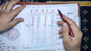 guyton chapter 51 part 3 Rhodopsin retinal visual cycle Reformation of rhodopsin night blindness [upl. by Norine183]