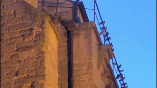 Le tournage des oiseaux 2 à la collégiale de Castelnaudary Partie 2 [upl. by Tenay357]