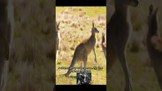 Dingoes hunt kangaroos natgeowild [upl. by Hadihsar]