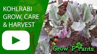 Kohlrabi plant  grow care amp harvest [upl. by Savior]