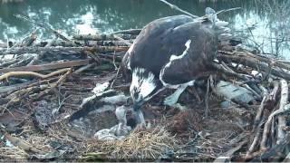 52317  BOULDER COUNTY OSPREY MOM REMOVES DEAD CHICK FROM NEST BOWL [upl. by February]