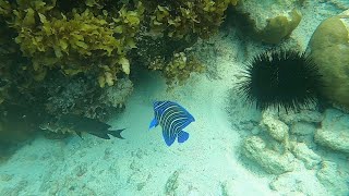 Schnorcheln auf den Seychellen Anse Forbans [upl. by Frankie]