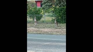 Skippy’s the kangaroos near the high school and my friends house [upl. by Otsedom323]