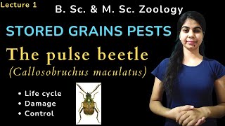 The pulse beetle Callosobruchus maculatus  STORED GRAINS PESTS  B Sc amp M Sc  Zoology [upl. by Nirtiak]